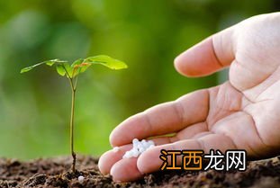 庄稼出现成片歪斜用什么肥料，是什么原因导致的