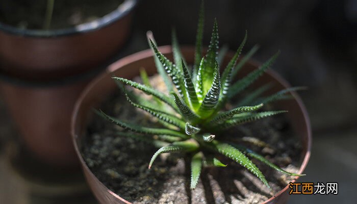 植物角规则图片 植物角规则