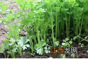 芹菜亩产，附种植方法