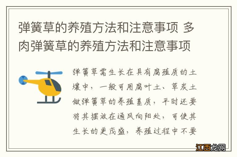 弹簧草的养殖方法和注意事项 多肉弹簧草的养殖方法和注意事项