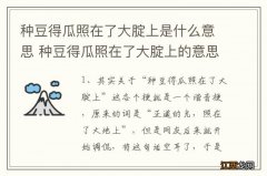 种豆得瓜照在了大腚上是什么意思 种豆得瓜照在了大腚上的意思介绍