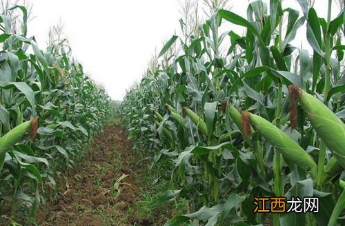 种植玉米怎么施底肥,玉米为什么会长杈子