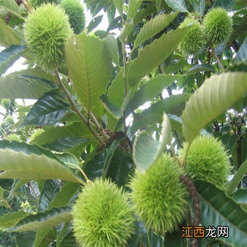 板栗种植时间和方法