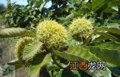 板栗种植时间和方法