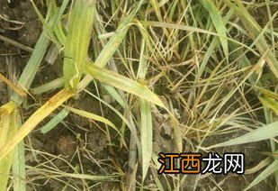 小麦除草剂打过几天见效，除草剂的残留期有多长