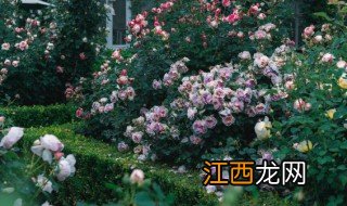 漳州花海什么季节去好，漳州花海什么季节去好一点