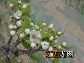不能让梨树结实更好的原因,梨树是先开花还是先长叶子