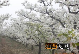 不能让梨树结实更好的原因,梨树是先开花还是先长叶子