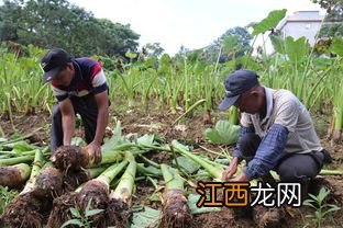 茯苓种植技术与栽培管理