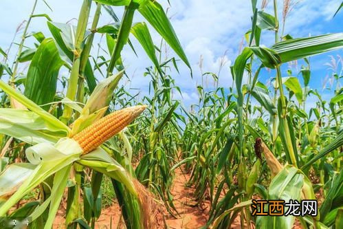 福稻1588特征与产量,适合哪些地区种植