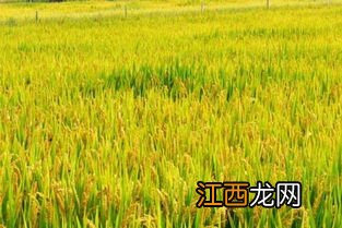 福稻1588特征与产量,适合哪些地区种植