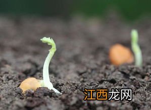 为什么要选择饱满的没有受过伤的种子播种，种子播种前需要哪些处理