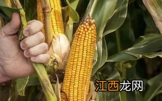 华美336玉米品种介绍，适合哪里种植，产量如何