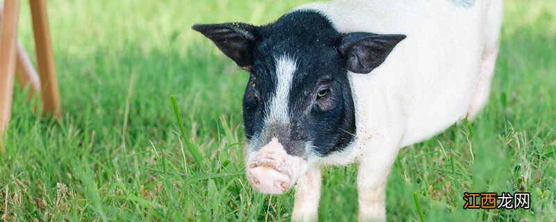 猪美丽指的是什么部位 猪美丽是什么猪的哪个部位