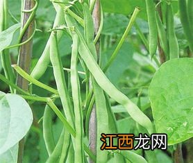 四季豆怎么种植才高产