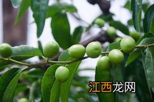 冬枣什么季节成熟，冬枣和青枣有何区别