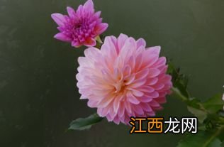 大丽花怎么养，冬天如何过冬