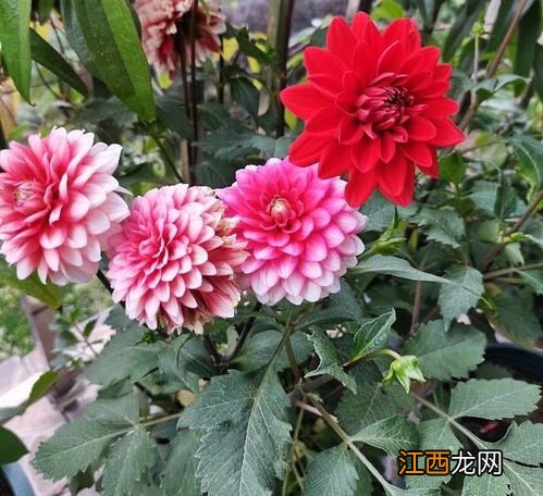 大丽花养护方法，适合盆栽吗