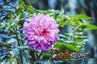 大丽花养护方法，适合盆栽吗