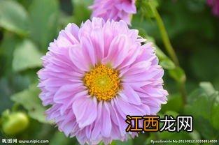 小丽花和大丽花的区别，小丽花喜阴还是喜阳