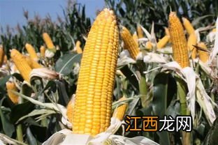 合育372玉米种简介，适合哪里种植，产量如何