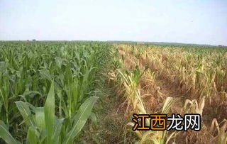 乙草胺对玉米苗有药害吗