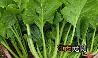 这个季节什么青菜适合播种 青菜几月份播种最适合