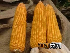 中科505和中科玉505有区别吗，中科玉505品种介绍