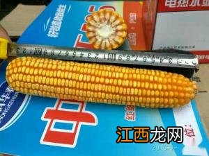 中科505和中科玉505有区别吗，中科玉505品种介绍