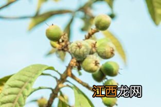 盆栽枇杷树能结果吗，盆栽枇杷树的养护方法