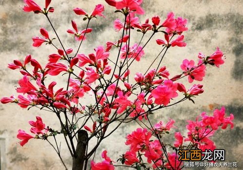 映山红老桩的栽培方法