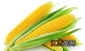 一月二月份能种玉米吗,玉米为什么会长杈子