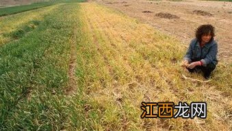 10度以下能打除草剂吗，除草剂对下茬作物有影响吗