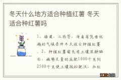 冬天什么地方适合种植红薯 冬天适合种红薯吗