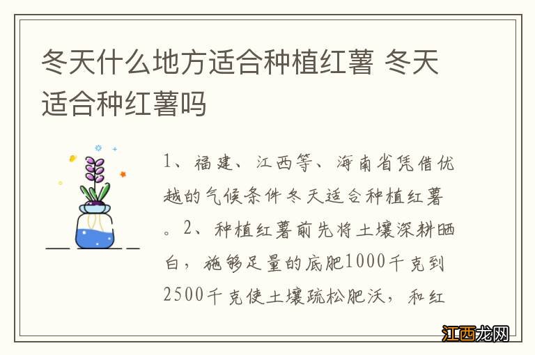 冬天什么地方适合种植红薯 冬天适合种红薯吗