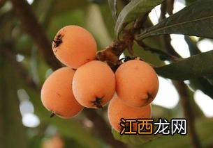 枇杷生长温度要求，枇杷种植几年可以结果