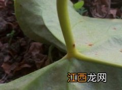 花生虫子了用什么方法能去掉，附种植方法