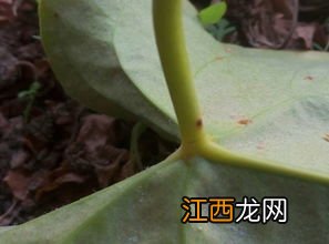 花生虫子了用什么方法能去掉，附种植方法