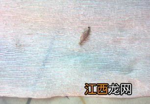 花生虫子了用什么方法能去掉，附种植方法