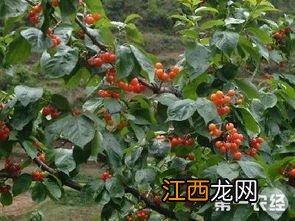 防止梨果病虫害，常见的病虫害有哪些