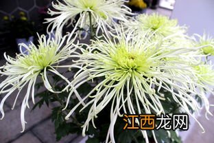 构成菊花植株结构和功能的基本单位是什么,附菊花的特征