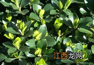 冬青种植方法，是树木还是花草