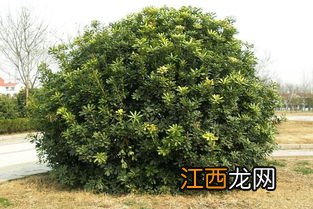 冬青种植方法，是树木还是花草