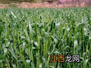 小麦抗倒伏是什么意思，小麦后期倒伏如何补救