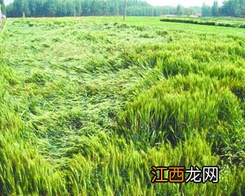 小麦抗倒伏是什么意思，小麦后期倒伏如何补救