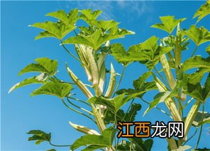 杂交王草种子播种方法,几月份播种好