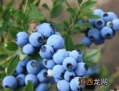 蓝莓盆栽冬季放在外面可以吗，附盆栽注意事项