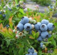 蓝莓多长时间可以挂果，种植需要什么条件