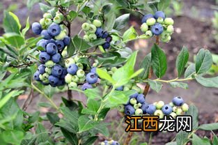 蓝莓多长时间可以挂果，种植需要什么条件