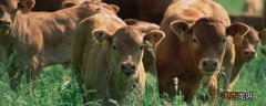 繁殖牛饲料最简单的配方 牛饲料配方表配料详细